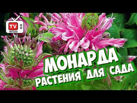 Цветы для сада 🌺 МОНАРДА 🌺 Обзор Хитсад ТВ