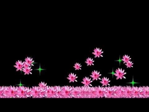 Motion Background 720p Effect ดอกบัว ๑