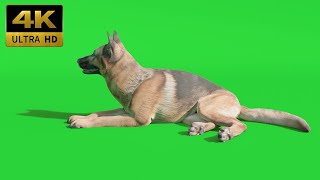 026 - Green Screen Chroma Key Animal 4K Dog