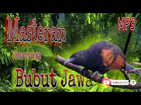 Suara Burung Bubut // Masteran Kicau Burung