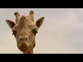 Noah S Ark Real Story Updated 01 March 2016 By Noah S Ark Real Story Updated 01 March 2016 By