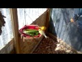 aviary