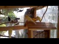 aviary