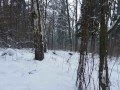 polowanie na dziki (opolskie)