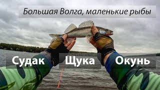 Река Волга, Россия. Судак, щука, окунь.