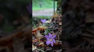 Bagnères-De-Bigorre Cest Les Parcs Et Jardins
