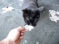黒猫さんはコーヒー用ミルクがお好き!