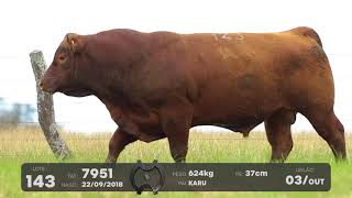 LOTE 143 - TOUROS ANGUS - LEILÃO SÃO BIBIANO 2021