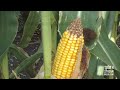 Gov't Study: 75% of AIR and Rain Samples Tested Positive for Monsanto's Roundup