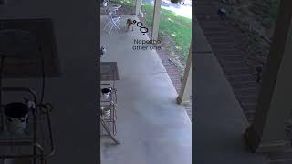 A Chihuahua Named Bluto, Makes A Thoughtful Choice Of Fetching Stick