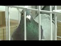 Belgian racing pigeons lure rich Chinese aficionados