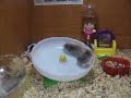 hamster
