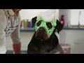 Show Dogs Official Movie Now Playing Show Dogs Official Movie Now Playing