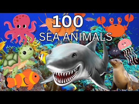 100 Sea Animals for Kids | Sea Creatures for Kids | Learn Sea Animals with Cocobeans Kids Tv
