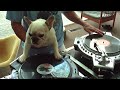 DJ MAMA scratch DUET w Truly OdD Greyboy french bulldog hip hop