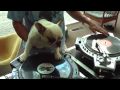 Trükk? DJ kutyus? DJ MAMA scratch DUET  DJ doggy scratching french bulldog hip hop
