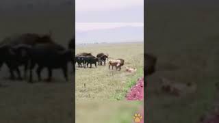 İşte Adam Gibi Adamlık...