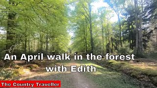 An April walk in The New Forest with Edith, the miniature schnauzer with quiet background music