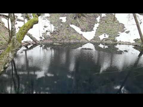 早春の青池（十二湖） - 水面（カメラ移動） - 0291A