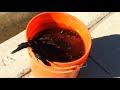 image How To Kill And Pluck A Chicken Food Graphic