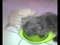 Kucing lucu