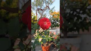 Fragrance Desi Rose , Indian Rose