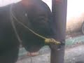 image Sapi Qurban Yayasan Taman Harapan Dari Tk Sd Smp Sma Smk Taman Harapan