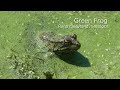 Bullfrogs hunting Dragonflies, Bullfrog eating a Frog, Katydid nymph and many others