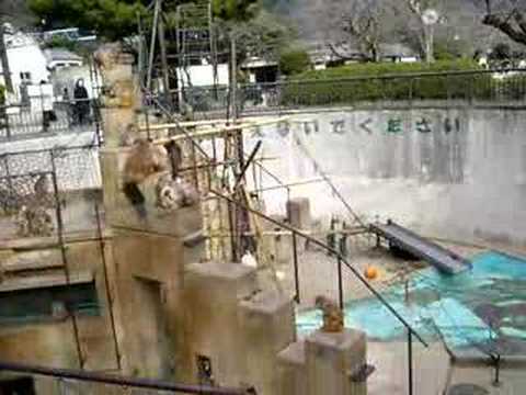 20070311 Zoo01 monkeys01 京都市動物園サル山