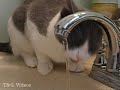 Gracie the Smart Cat ~ Faucet Drink