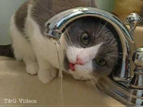 Cat that likes water