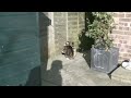 Gravity Defying Cat - The Slow Mo Guys