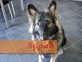 Shakti's amazing 26 dog tricks - Novice Trick Dog
