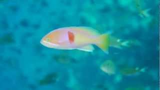 チュンポンピナクルのアカオビハナダイ