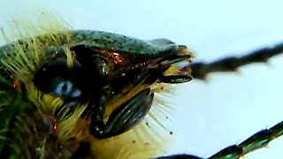 Rose Chafer 20200517 Wifi Microscope
