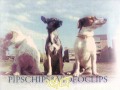 Pips Chips & Videoclips - Walt Disney... Pips Chips & Videoclips - Walt Disney...