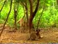 تفتكر مين الى هيكسب مضحك جداااااااااااا funny animals.