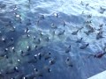 Video Голодные севастопольские утки