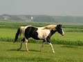 American Paint Horses kudde Dakotas Royal Raven