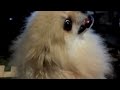 pomeranians