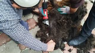 Sheep Farming & Sheep Goat Hair Cutting Machine