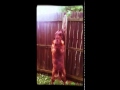 Duke the dancing dog!
