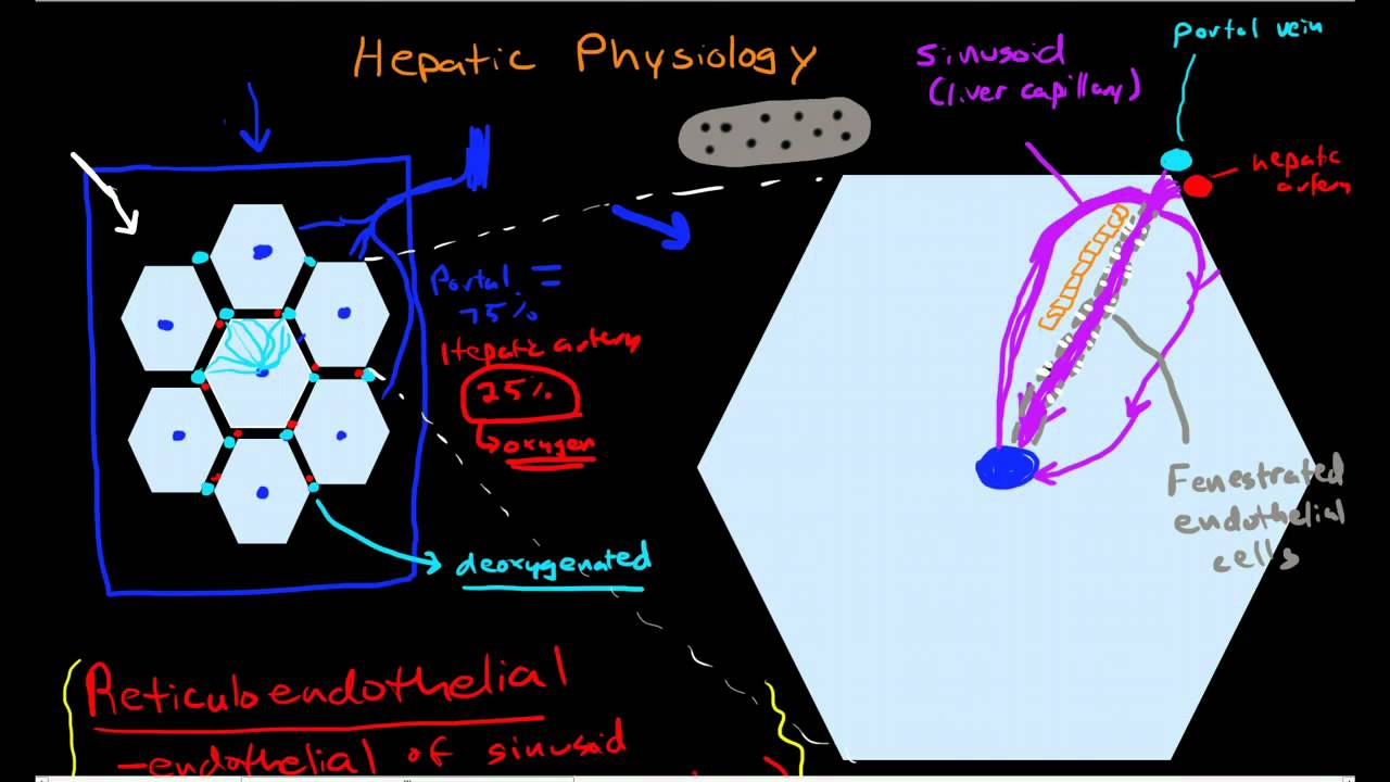 Hepatic Physiology 3: Sinusoids & Surrounding Cells - YouTube