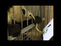 有才！旅奥大熊猫“挥毫作画”变身网红画家