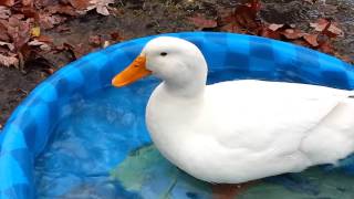 Duck Playing In Water Duck Playing In Water