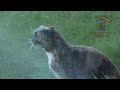 Funny CATS - HOLD YOUR LAUGH IF YOU CAN (CHALLENGE)