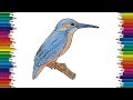KingFisher drawing and coloring for kids - How to draw a KingFisher bird easy