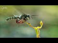 This Orchid Pretends It's A Wasp | The Green Planet | PBS