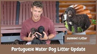 Jasmine's AKC Portuguese Water Dog Litter Update