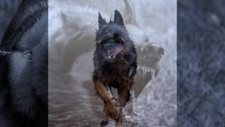 Watch Pink Floyd The Dogs Of War video